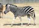 動物図鑑・チャップマンシマウマ 3
